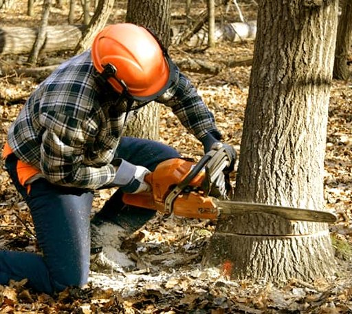 Tree Removal in Oakland, MS